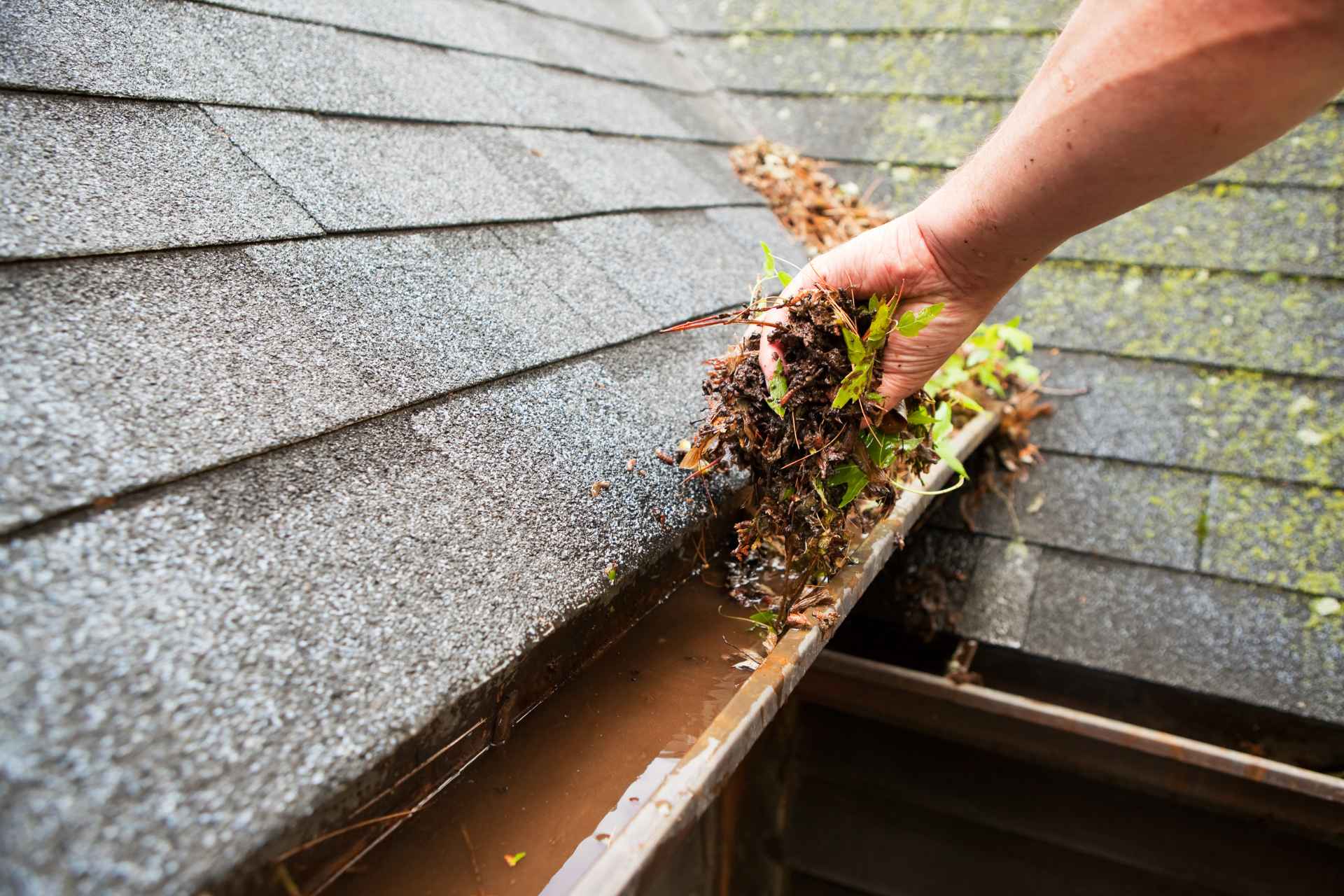 Person clearing leaves from a clogged roof gutter in fall.